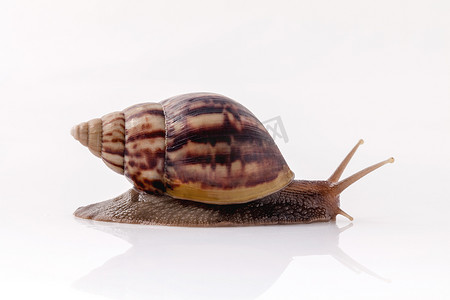 蜗牛小摄影照片_特写镜头的花园蜗牛隔离在白色背景与反射