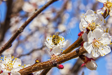 蜜蜂在花园里给幼树花授粉，蜜蜂收集 po