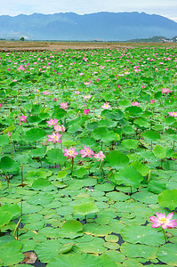 越南花，莲花，荷花池