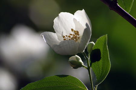 优思明花