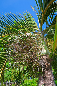 有果实的棕榈树