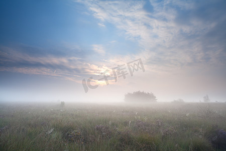 日出时浓雾中的草甸