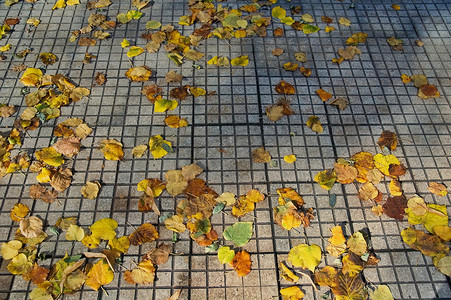 秋黄摄影照片_秋天的落叶