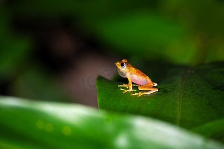 马达加斯加绿叶上的橙色小青蛙