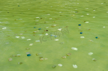 漂浮在泰国海的美丽的海水母