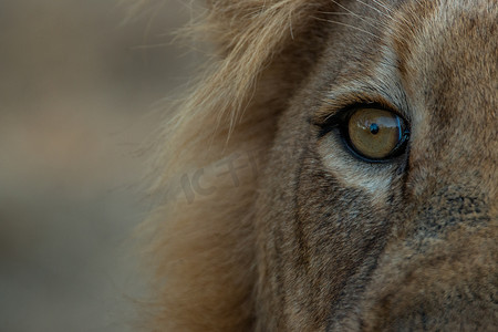 克鲁格国家公园雄狮的眼睛。