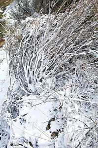 下雪植物摄影照片_植物上的雪