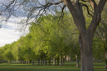 绿色校园摄影照片_美国老榆树胡同在春天