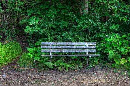 树林里的长凳