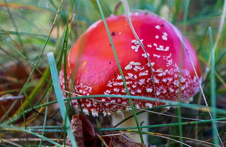 红色有毒蘑菇 Amanita muscaria 称为飞木耳