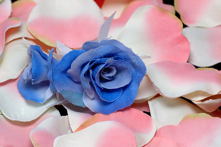 粉色玫瑰花瓣上的蓝色玫瑰