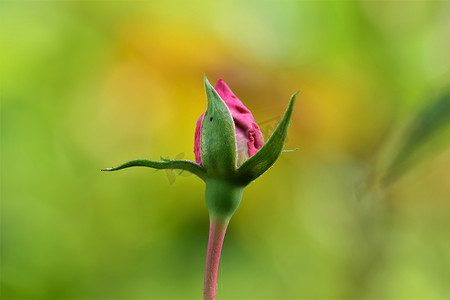 黄绿色摄影照片_粉红色玫瑰花蕾反对模糊的黄绿色背景