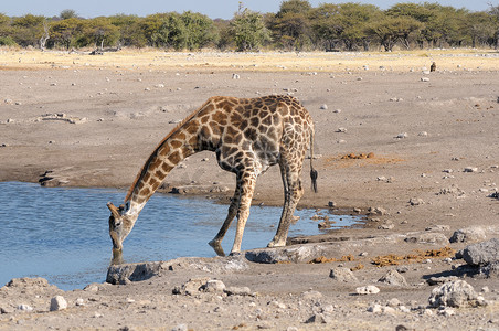 长颈鹿喝水摄影照片_长颈鹿喝水