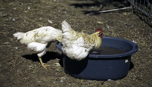 两只鸡喝水