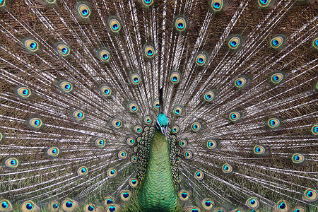 雄性绿孔雀 (Peacock) - Pavo muticus - 来自东南亚