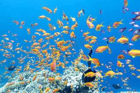 鳞摄影照片_五颜六色的珊瑚礁与热带海中的鳞鳍鱼群