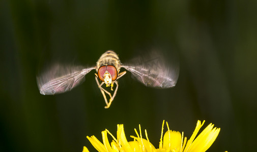 果酱飞蛾在花上飞翔