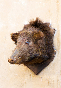 墙上的野猪头标本