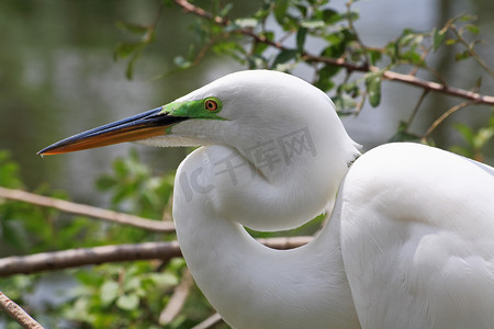 甘州特色美食摄影照片_佛罗里达州公园里的热带鸟