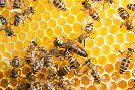 蜜蜂蜂王摄影照片_蜂王在蜂巢中产卵