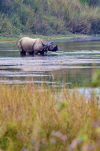 更大的独角犀牛，皇家巴迪亚国家公园，尼泊尔