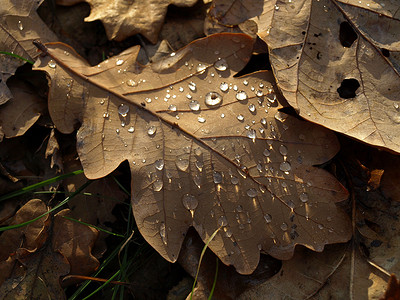 秋天的露水摄影照片_秋天的落叶