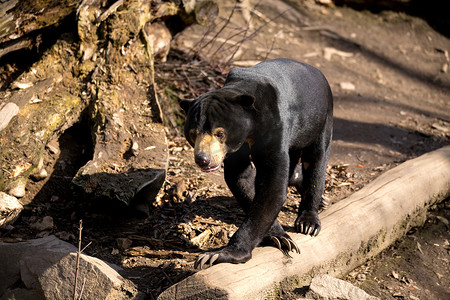 悲哀地摄影照片_太阳熊也被称为马来西亚熊