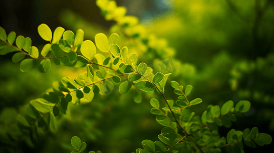 春天的花园摄影照片_花园树或观赏植物的美丽自然背景绿叶与黄点混合在模糊的背景中关闭图像这是一个美丽的自然背景这些绿叶应该出现在电脑显示屏上