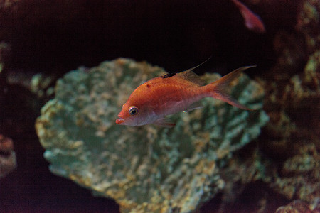 粉红色双色 anthias 鱼