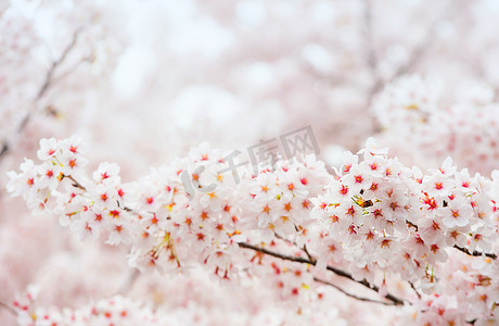柔和焦点的樱花，韩国的樱花季，背景