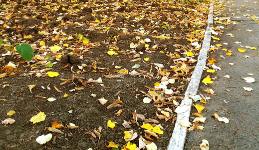 叶子变黄变红变褐摄影照片_几片叶子变黄落下，正是秋天