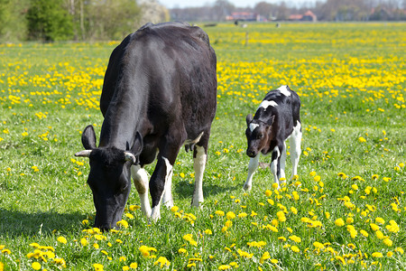 黄色蒲公英草地上的斑点母牛和小牛
