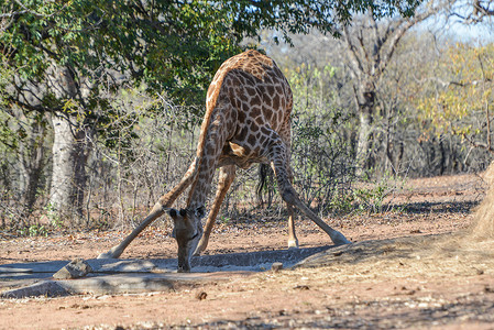 长颈鹿在水坑喝水