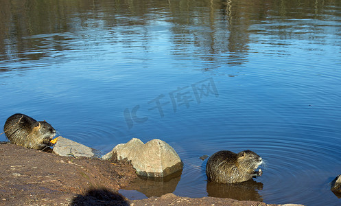 小河水摄影照片_两个海狸鼠（海狸鼠）
