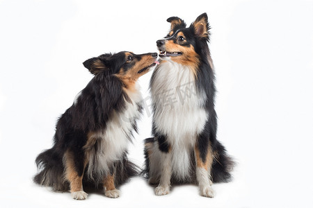 两只设得兰群岛牧羊犬孤立地坐着