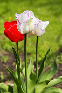休闲花园群的白色郁金香在紫色和红色 t 中流苏