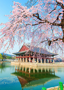 福摄影照片_有樱花的景福宫在春天，韩国。