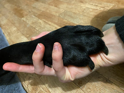 一只狗和一个人手牵着手