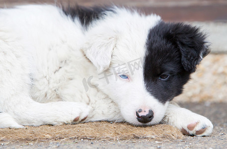 在农场的边境牧羊犬小狗