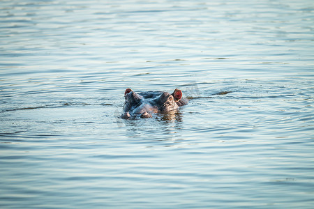 水里河马摄影照片_一只河马从克鲁格的水里冒出来。