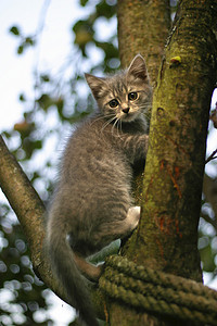 贪吃的小猫咪摄影照片_树上的小猫
