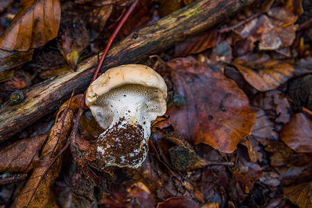 Hydnum repandum 面包茬蘑菇真菌在五颜六色的秋天森林里