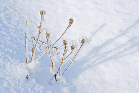 干燥的植物和雪