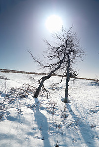 太阳之星摄影照片_雪下的树木与阳光之星。