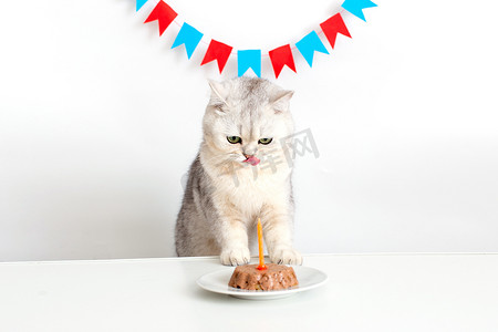 带蜡烛蛋糕摄影照片_一只戴着黄色纸帽的风趣猫，在一张白桌上放着一个带蜡烛的猫罐头蛋糕