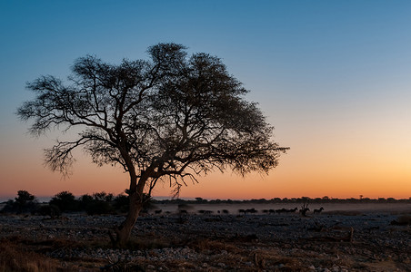 Burchells 斑马在日落时走过大树的轮廓
