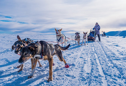 哈士奇雪橇犬准备去雪橇，瑞典