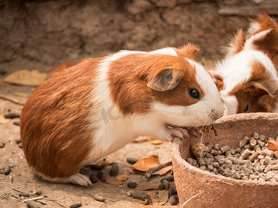 宠物喂食摄影照片_可爱的豚鼠喂食。