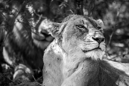 黑白相间的母狮侧面图。