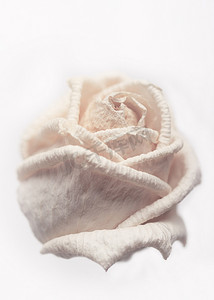 枯萎的白玫瑰